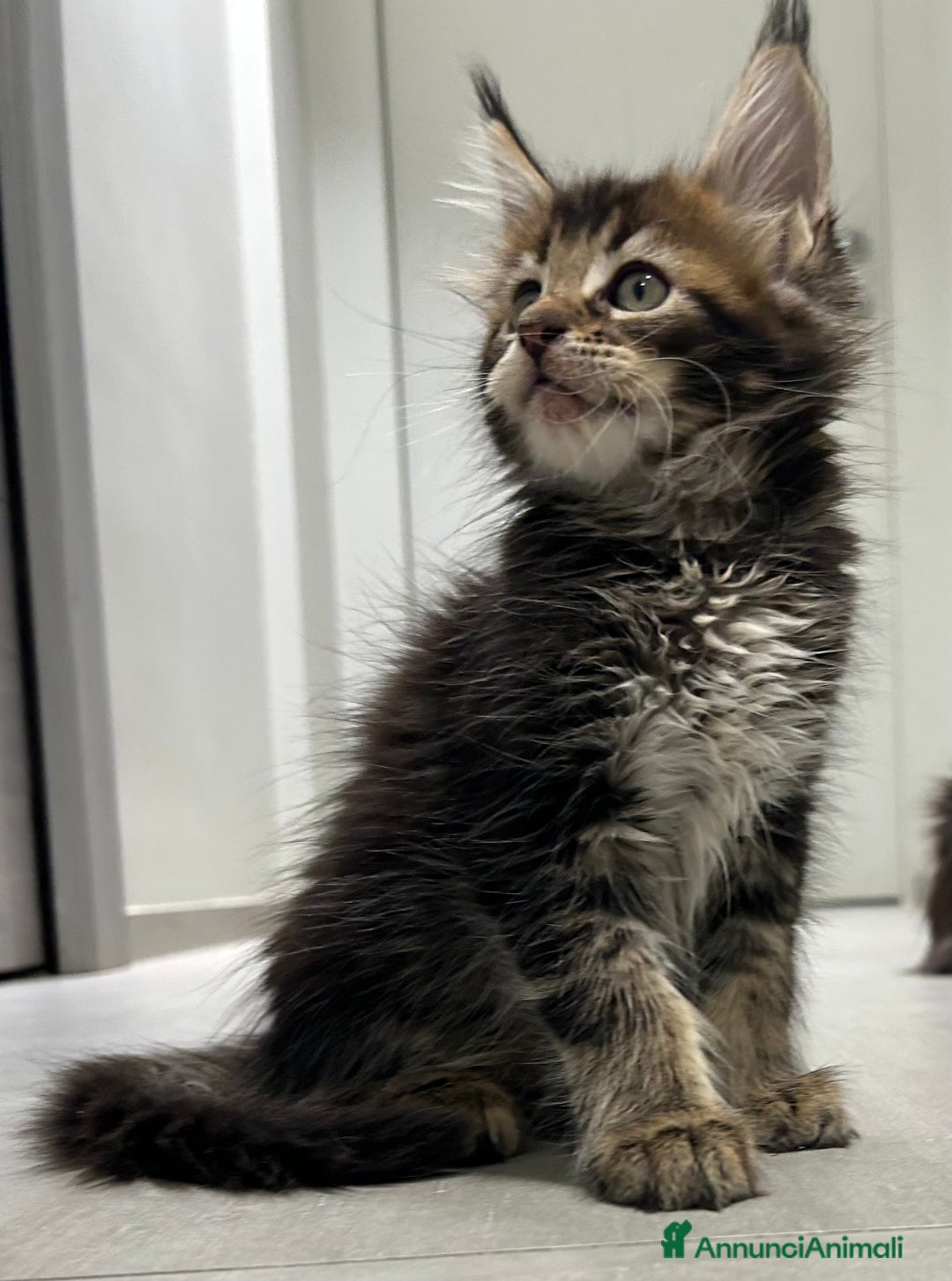 Maine Coon gatti in vendita: Maine Coon con pedigree  - Annuncio 6