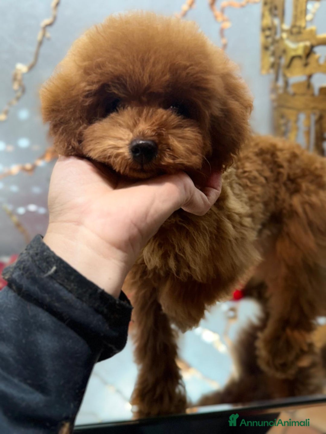 Barboncino Toy cani in vendita: Barboncino Toy con pedegree Enci  - Annuncio 6