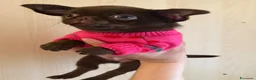 Chihuahua cani in vendita: Chihuahua cucciola  - Annuncio 2