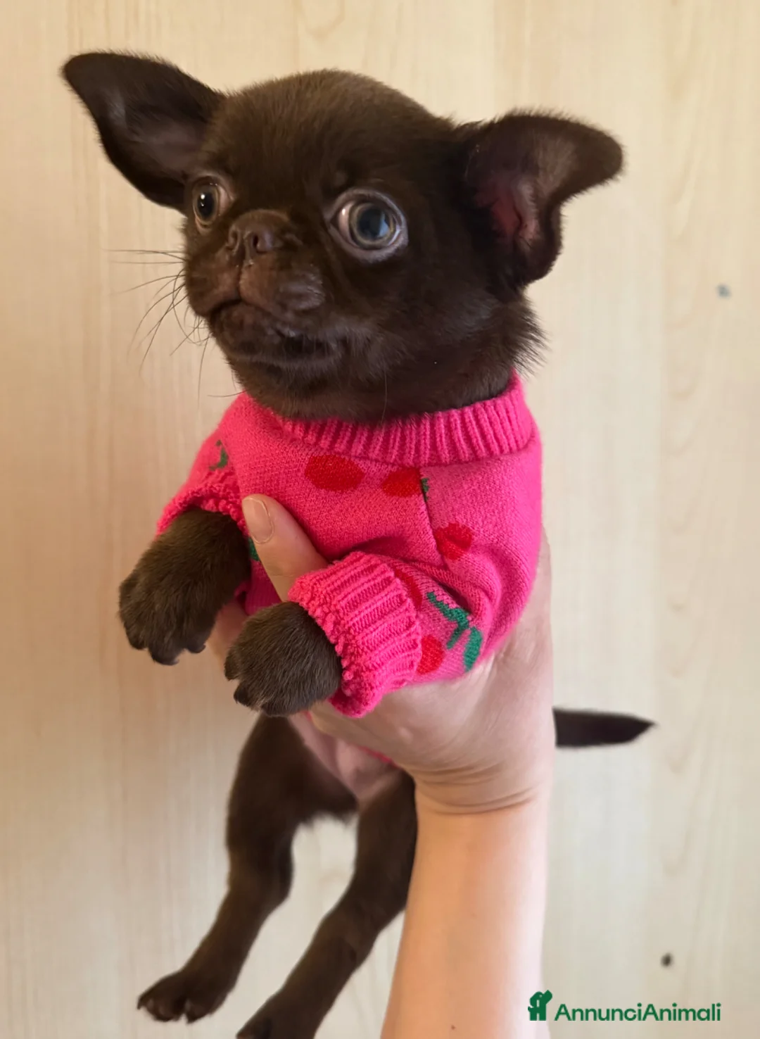 Chihuahua cani in vendita: Chihuahua cucciola  - Annuncio 2