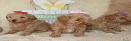 Maltipoo cani in vendita: Splendidi cuccioli di Maltipoo - Annuncio 6