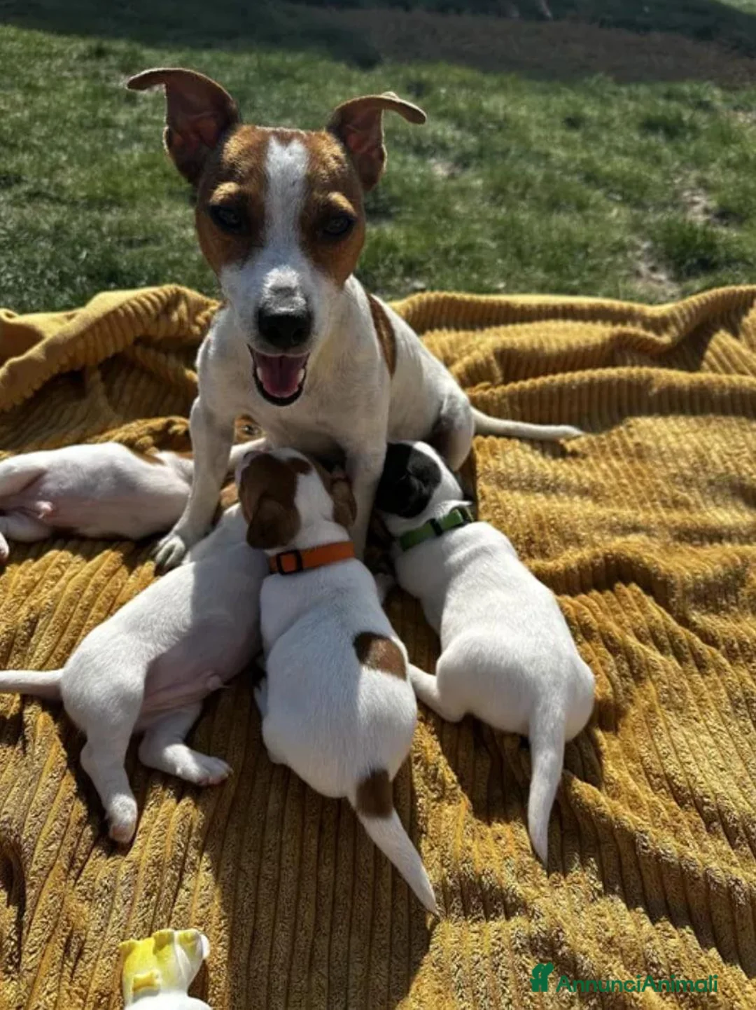 Jack Russell cani in vendita: Cuccioli di Jack Russell  - Annuncio 1