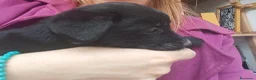 Meticcio cani in regalo: Cuccioli di Borador  - Annuncio 6