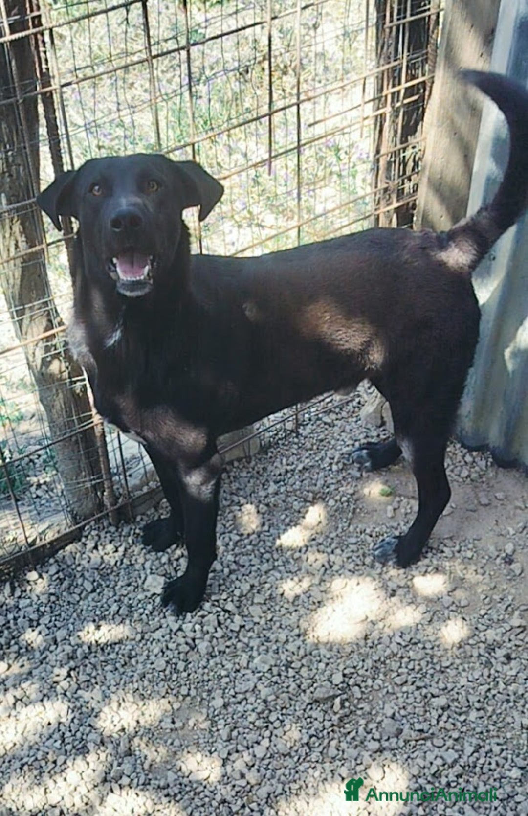 Meticcio cani in regalo: 1 anno, CARLO, cerca casa e AMORE - Annuncio 2