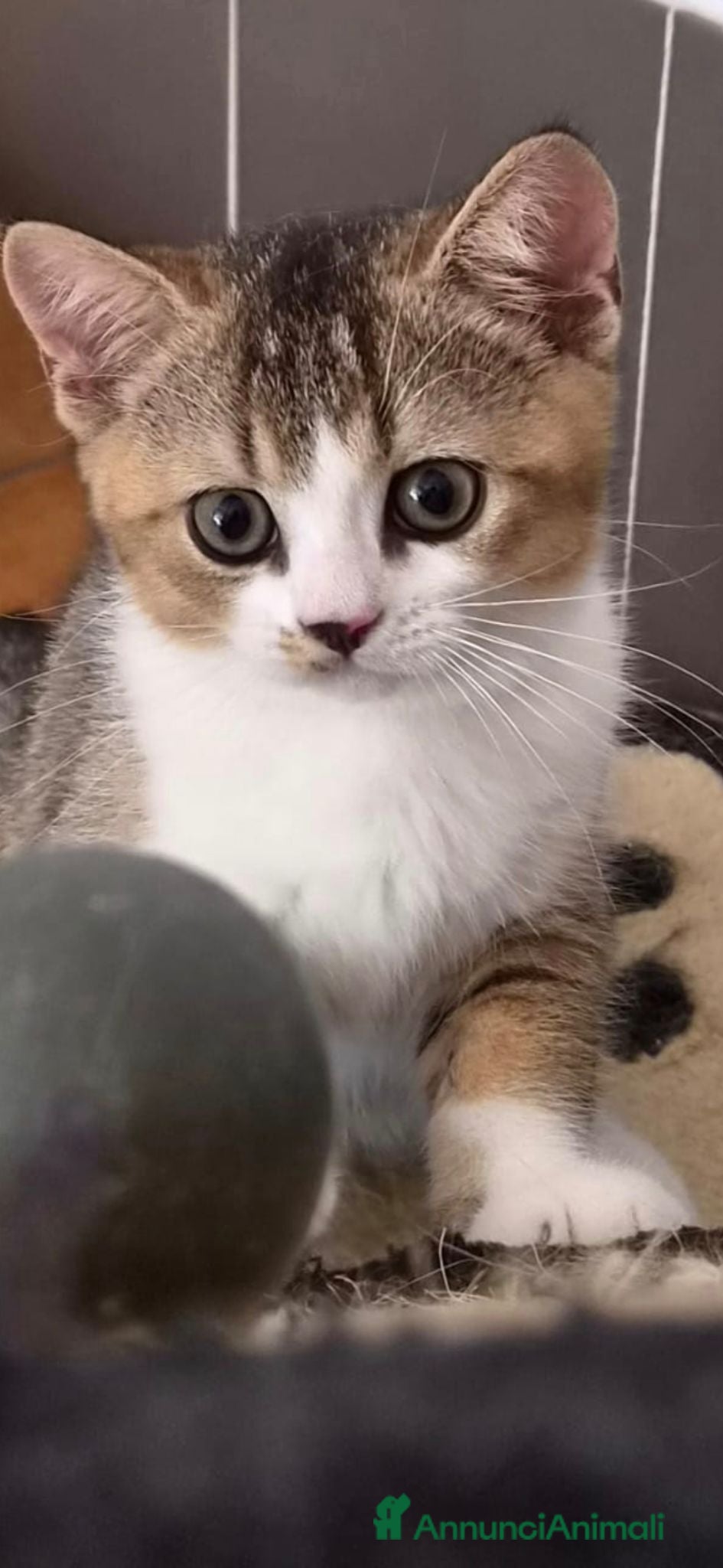 British gatti British shorthair  - Annuncio 1