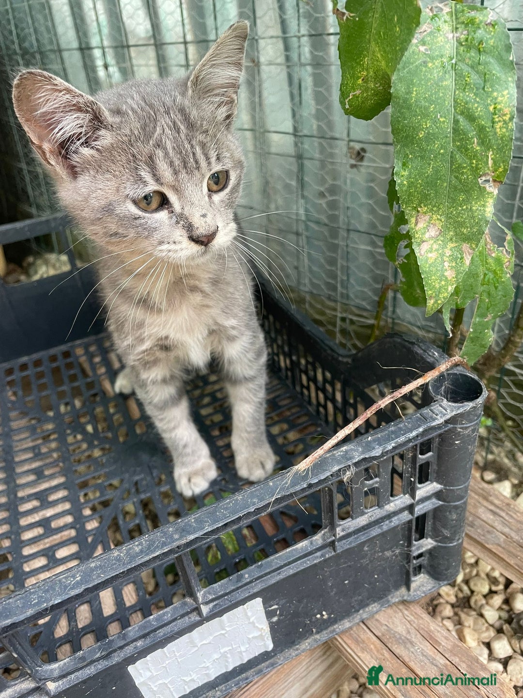 Meticcio gatti in regalo: TIGRO a Città metropolitana di Roma Capitale - Annuncio 4