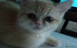 Scottish gatti in vendita: Gattini Scottish Straight  a Provincia di Modena - Immagine 7
