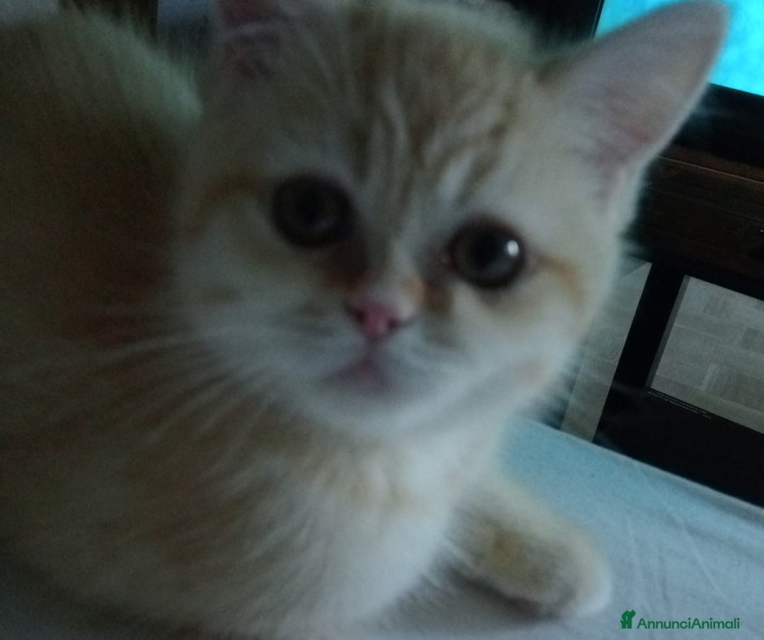 Scottish gatti in vendita: Gattini Scottish Straight  a Provincia di Modena - Immagine 7