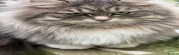 Siberiano gatti in vendita: cucciolo di gatto siberiano ipoallergico  - Annuncio 3