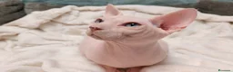 Sphynx gatti per accoppiamento: Maschio sphynx disponibile per monta  - Annuncio 5