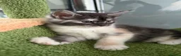Maine Coon gatti in vendita: cucciola di maine Coon femmina  - Annuncio 2