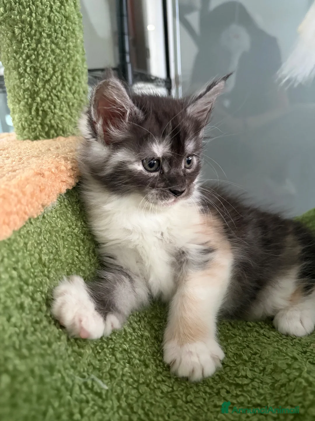 Maine Coon gatti in vendita: cucciola di maine Coon femmina  - Annuncio 2