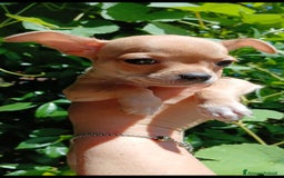 Chihuahua cani in vendita: Chihuahua Cuccioli stupendi a Città metropolitana di Roma Capitale - Immagine 10