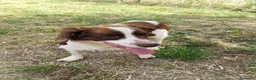 Breton cani in regalo: BACO breton di 3 anni  - Annuncio 9