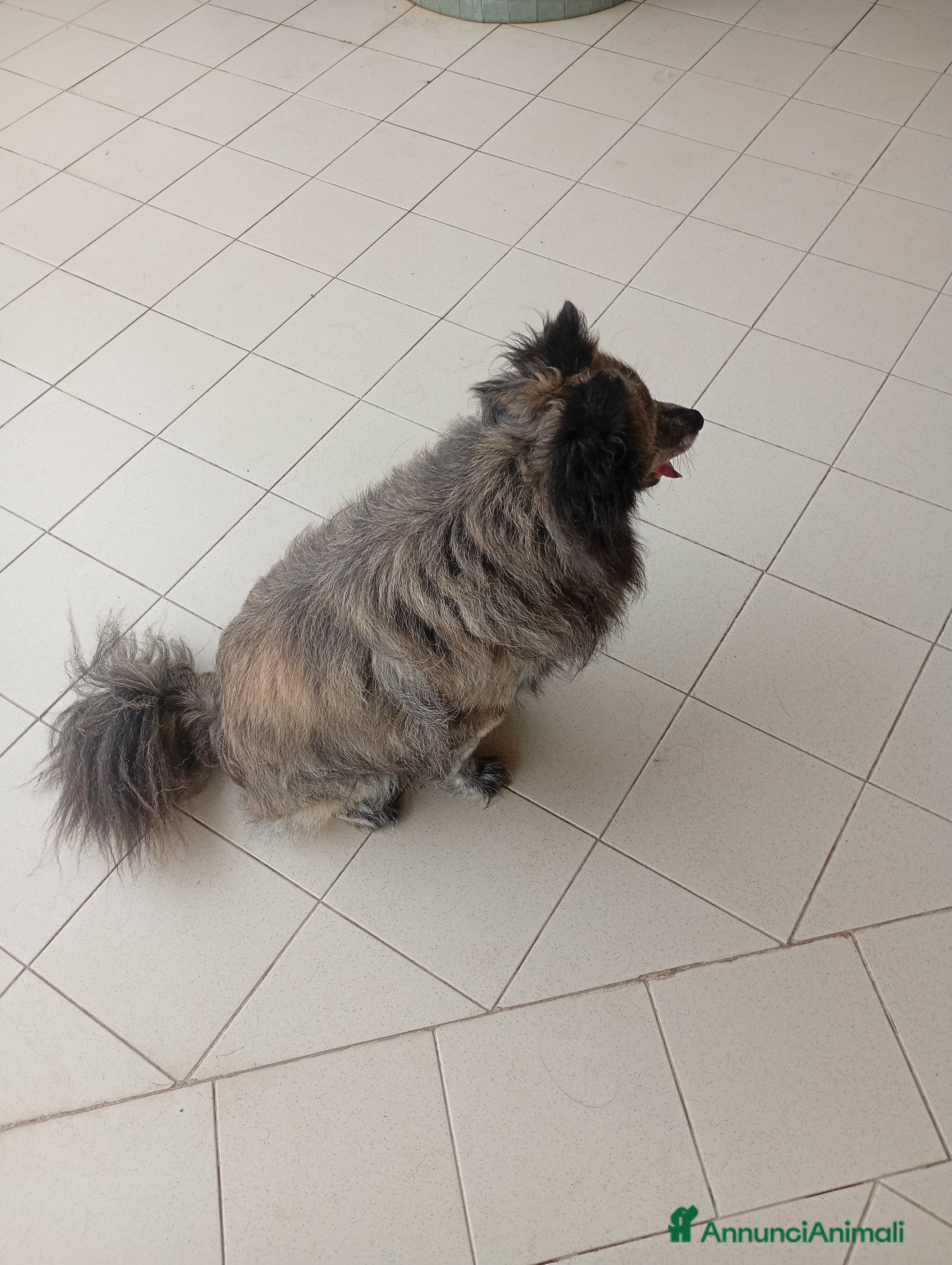 Volpino Italiano cani Regalo Scirby , bellissimo volpino  - Annuncio 2