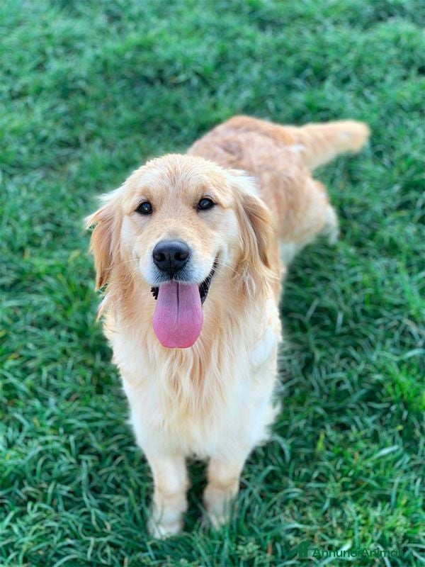 Golden Retriever cani Cuccioli golden retriever con pedigree  - Annuncio 2