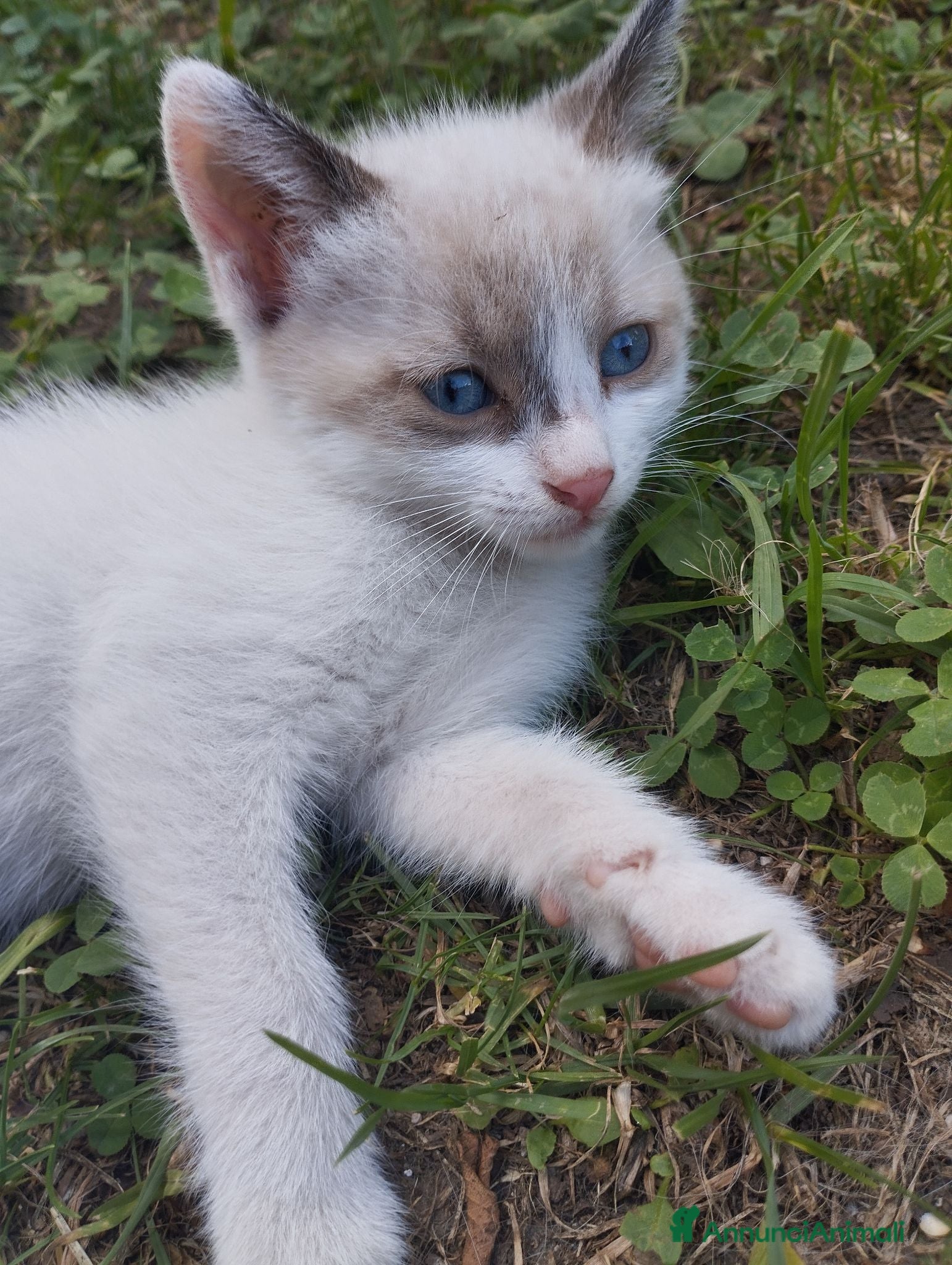 Meticcio gatti Gattini  - Annuncio 6