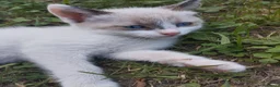Meticcio gatti in regalo: Gattini  a Provincia di Brescia - Annuncio 1