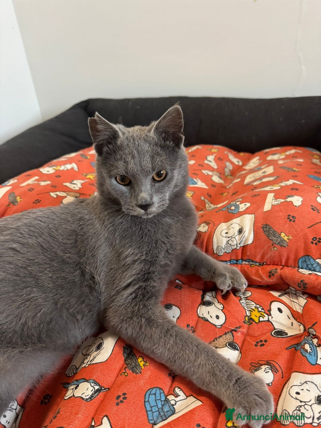 Certosino gatti in regalo: Certosino maschio cerca casa - Annuncio 4