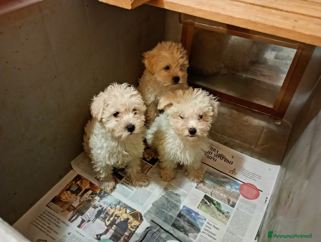 Maltipoo cani in vendita: Splendida cucciolata Maltipoo color crema - Annuncio 2