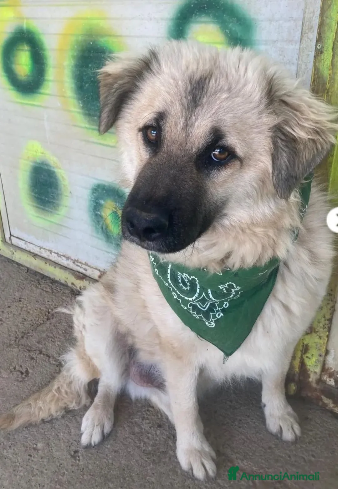 Meticcio cani in regalo: Gianni 12/15mesi tg .equa salvato 6mesi fa LECCO - Annuncio 1