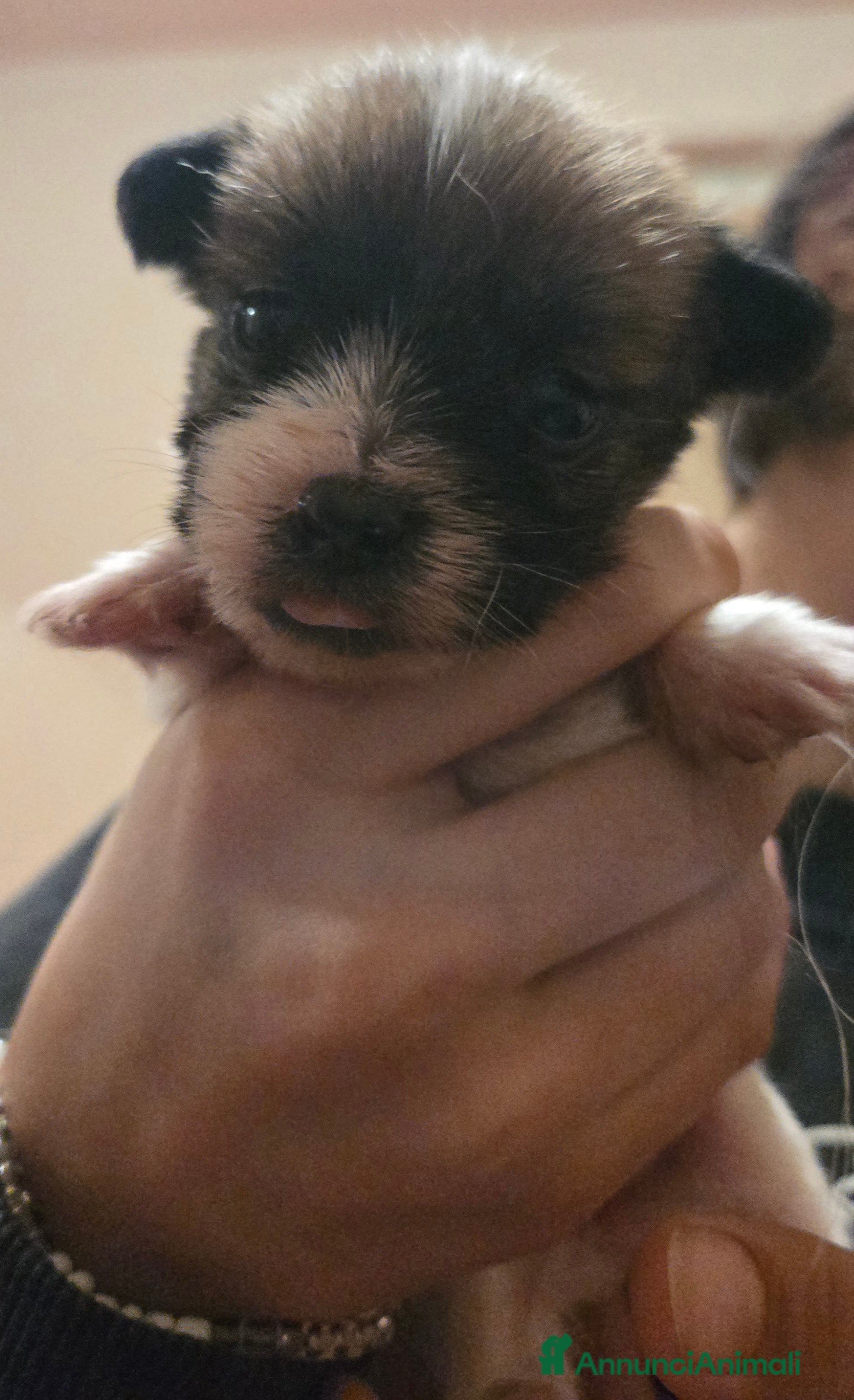 Jack Russell cani Cuccioli Jack russell terrier pelo ruvido - Annuncio 2