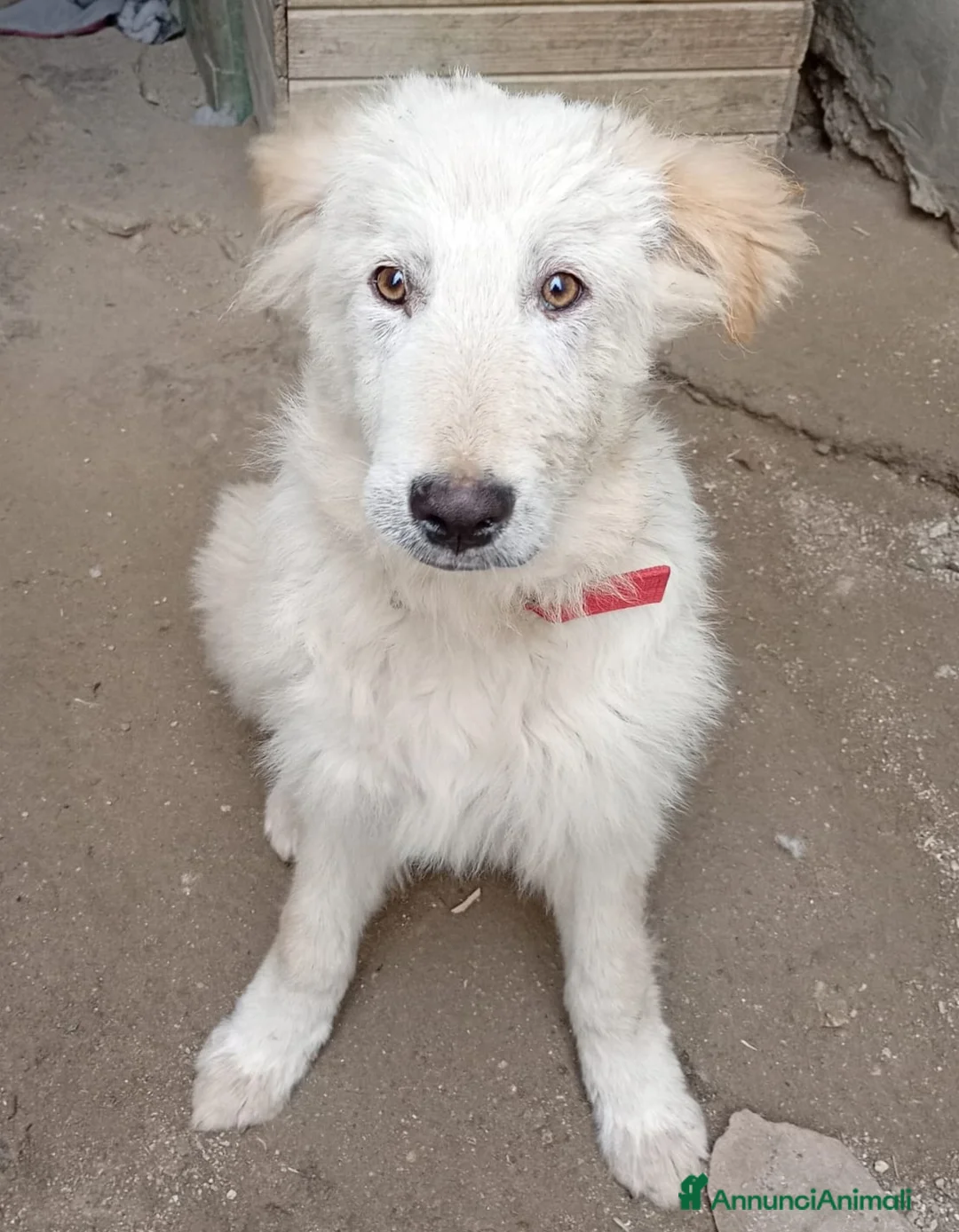 Meticcio gatti in regalo: AKY MIX GOLDEN/MAREMMANO  - Annuncio 2