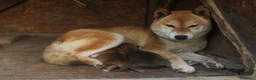 Shiba Inu cani in vendita: Ultimo cucciolo di Shiba inu con pedigree. - Annuncio 1
