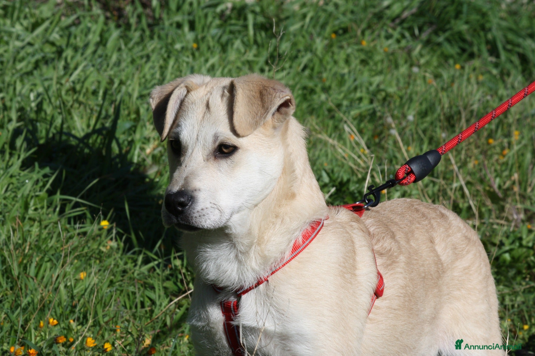 Meticcio cani Ettore mix akita in adozione  - Annuncio 1
