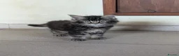 Maine Coon gatti in vendita: Cuccioli di Maine Coon alta qualità  - Annuncio 9