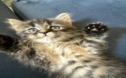 Siberiano gatti in vendita: Cuccioli gatto siberiano a Provincia di Padova - Immagine 9