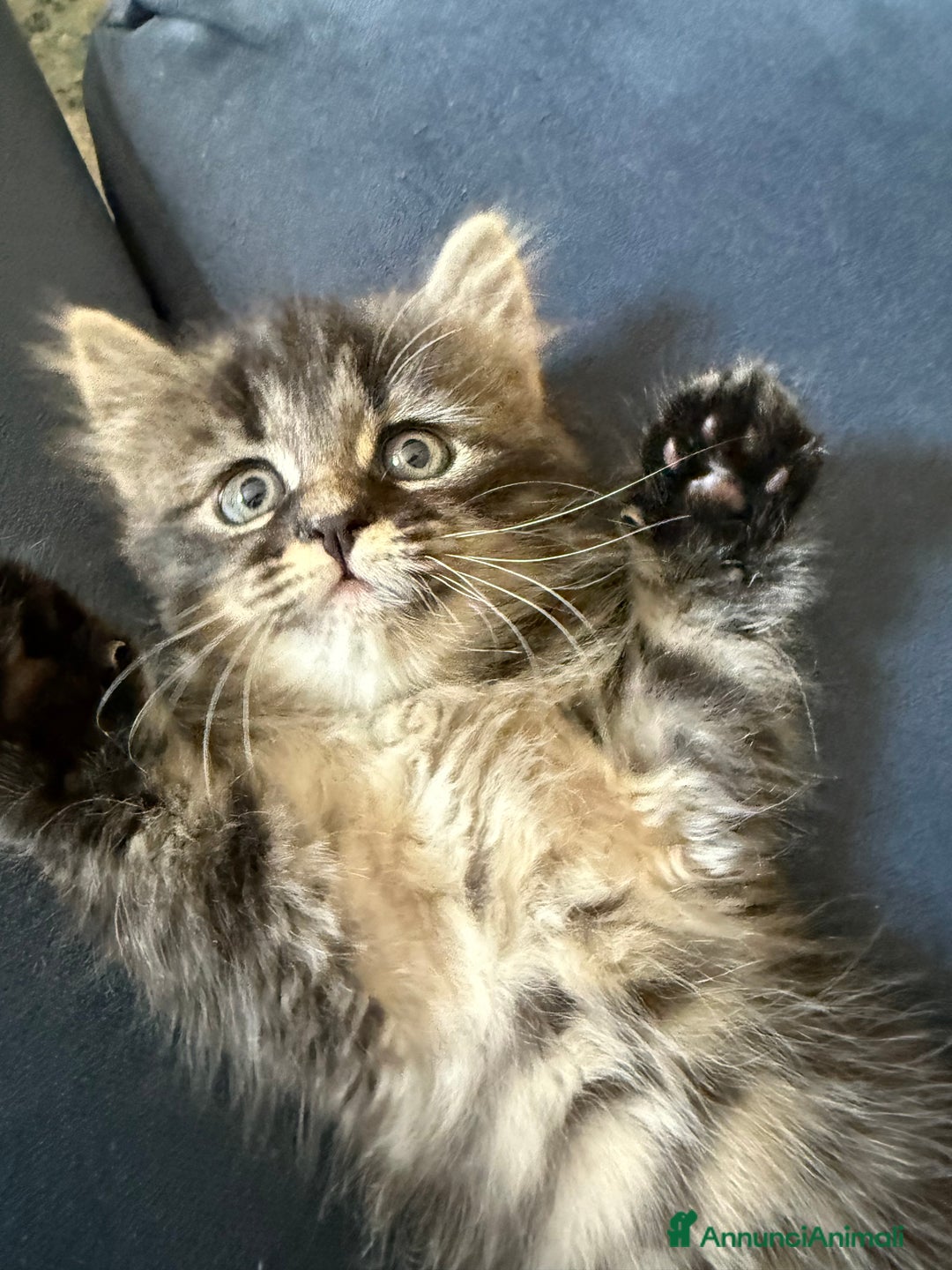 Siberiano gatti in vendita: Cuccioli gatto siberiano a Provincia di Padova - Immagine 9