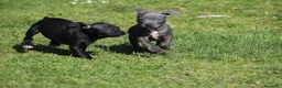 Pitbull cani in vendita: Cuccioli Pit Bull con pedigree anche a rate - Annuncio 14