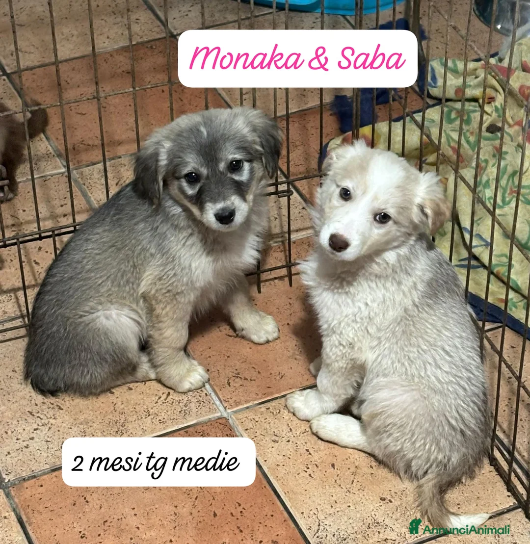 Meticcio cani in regalo: Cuccioli, non hanno chiesto di nascere  - Annuncio 6