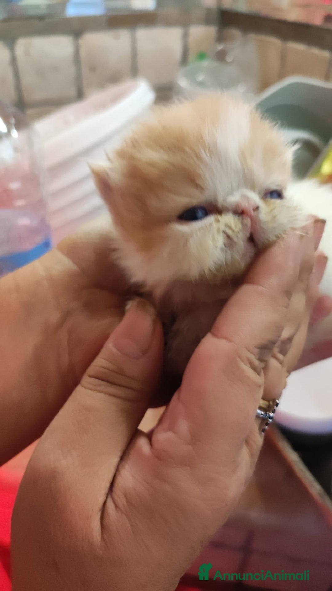 Persiano gatti in vendita: Gattino persiano ipertipico  - Annuncio 2