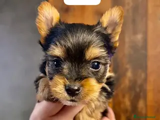 Yorkshire cani Yorkshire Terrier Miniatura - Annuncio 1