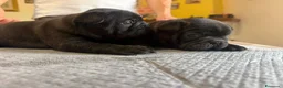 Bulldog Francese cani in vendita: bulldog francese  - Annuncio 24