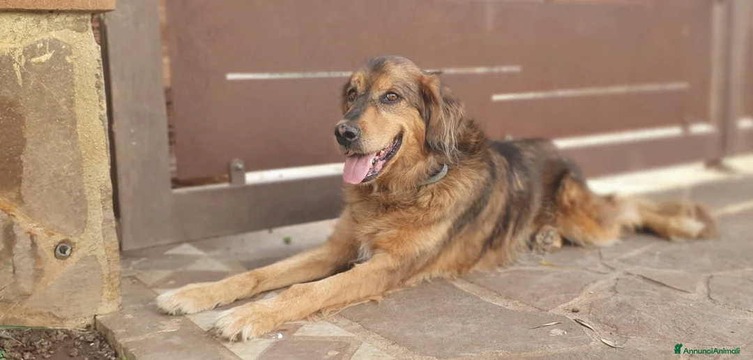 Meticcio cani in regalo: FIDEL un ragazzone che merita una casa sua a Pomezia - Annuncio 5