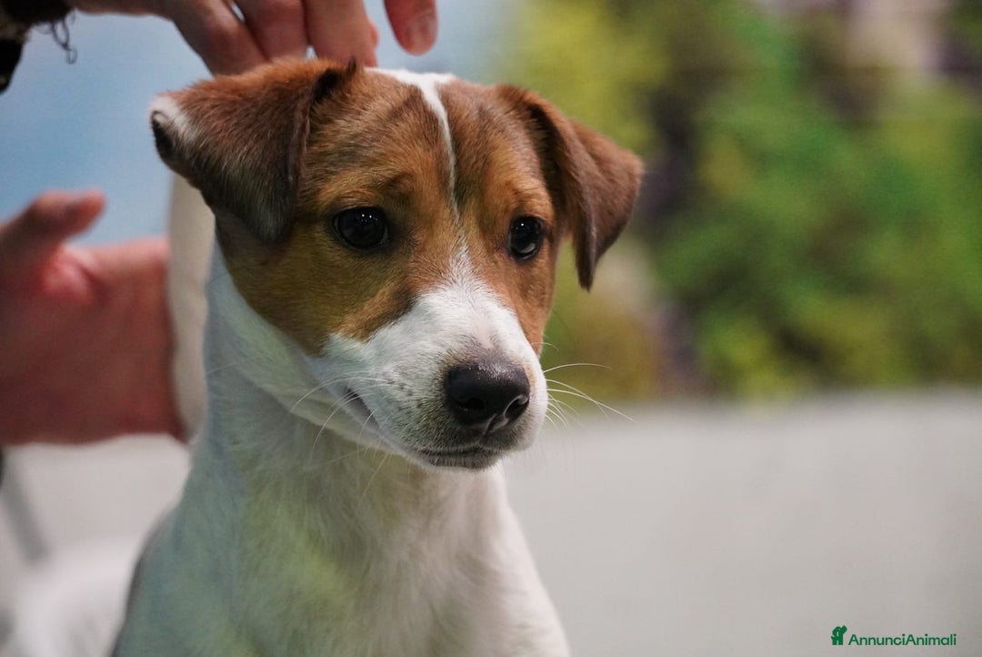 Immagine della galleria {{count}}