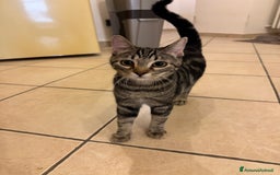 Meticcio gatti in regalo: REGALO GATTINE a Provincia di Brescia - Immagine 1