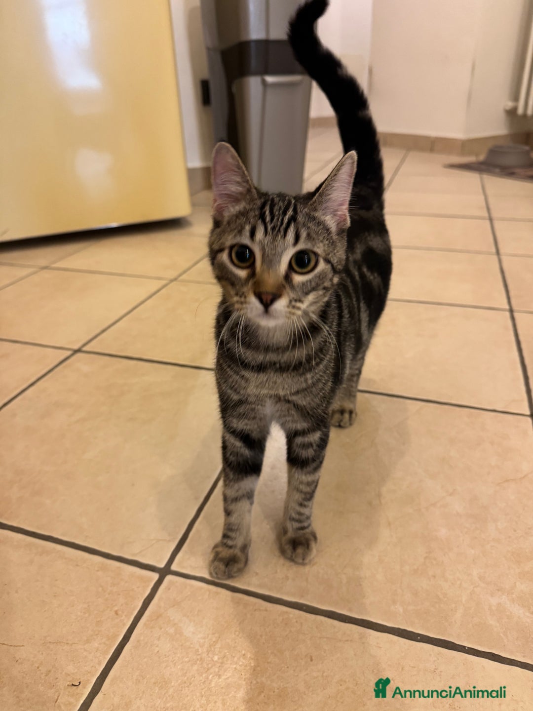 Meticcio gatti in regalo: REGALO GATTINE a Provincia di Brescia - Immagine 1