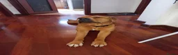 Pitbull cani in regalo: Nome:Thor - Annuncio 1