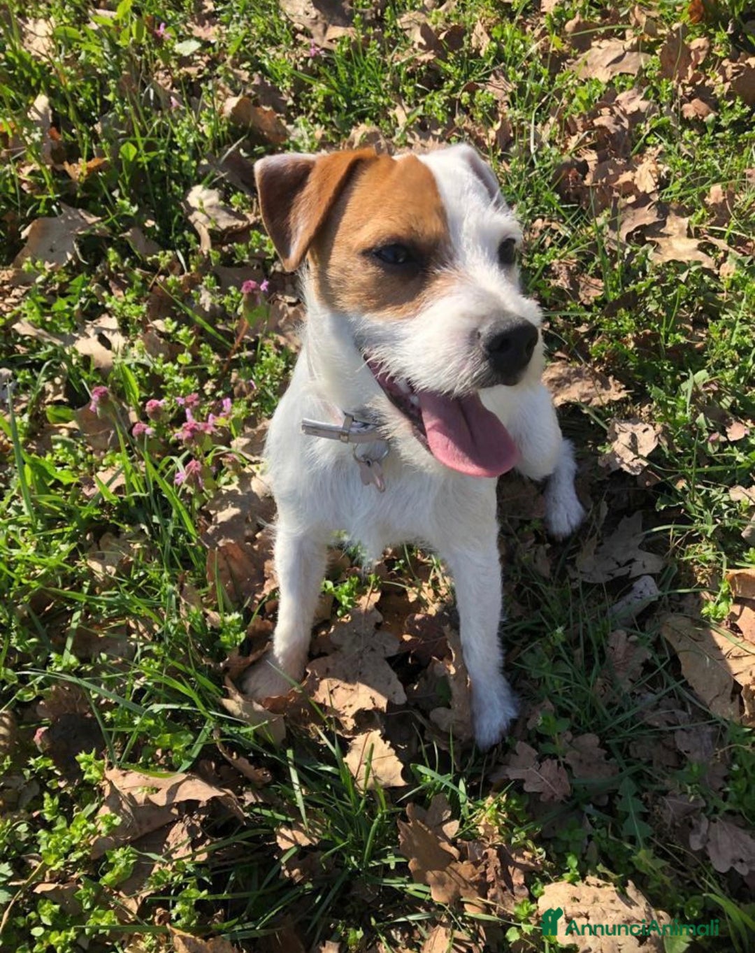 Parson Russell cani in regalo: Famiglia per Kira - Annuncio 3