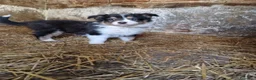 Australian Shepherd cani in vendita: Cuccioli pastore australiano  a Provincia della Spezia - Annuncio 4