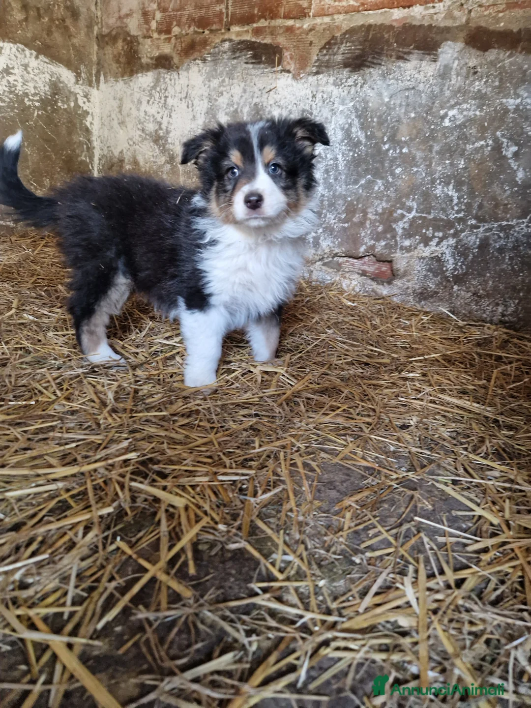 Australian Shepherd cani in vendita: Cuccioli pastore australiano  a Provincia della Spezia - Annuncio 4