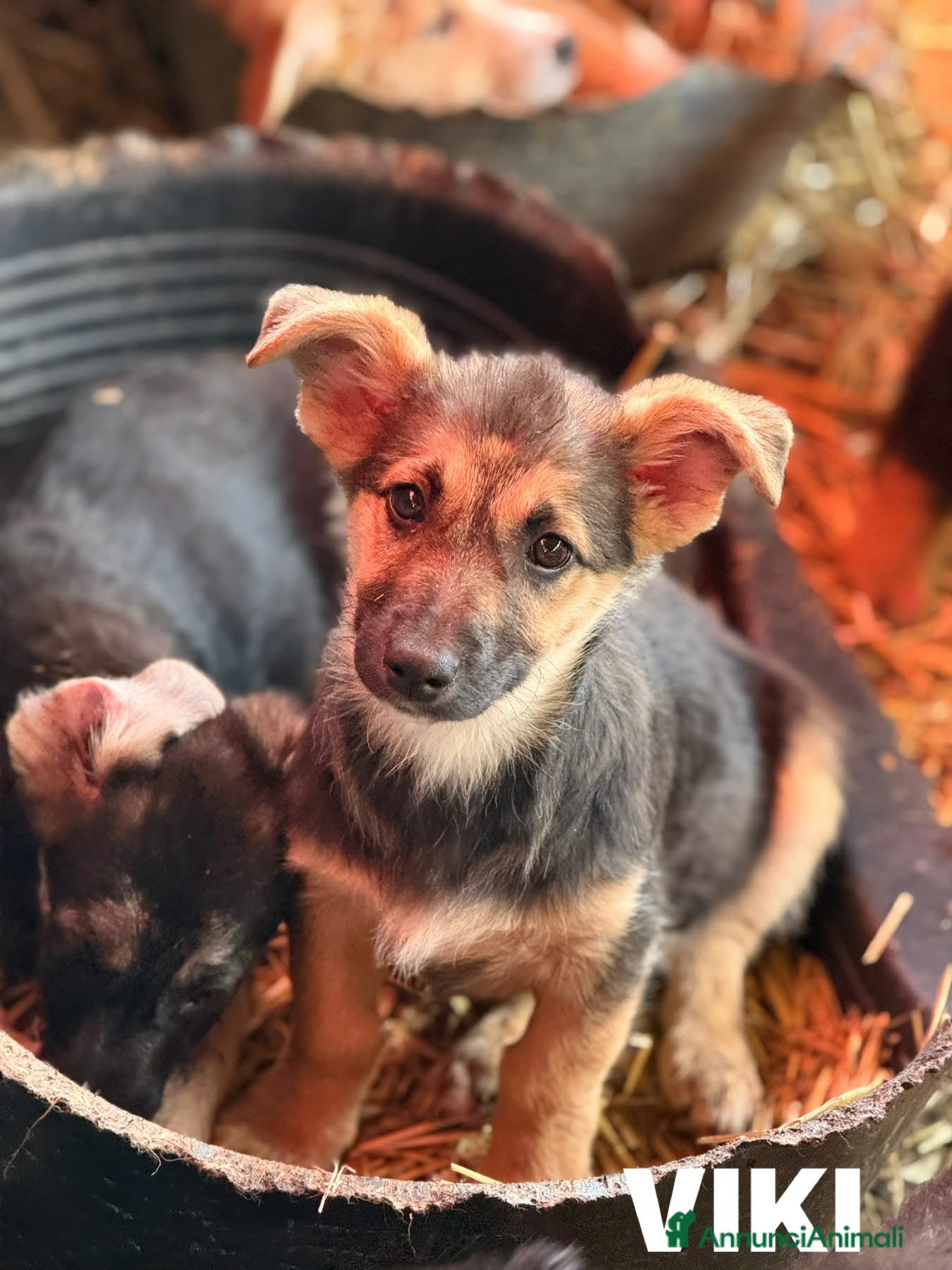 Meticcio cani in regalo: VIKY, buffa cucciola ZAMPACORTA! TG MEDIO PICCOLA - Annuncio 6