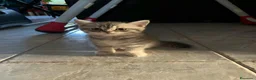 Scottish gatti in vendita: Cucciolata di gatti scottish fold e straight  - Annuncio 13