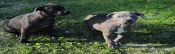 Pitbull cani in vendita: Cuccioli di Pit Bull con pedigree anche a rate - Annuncio 17