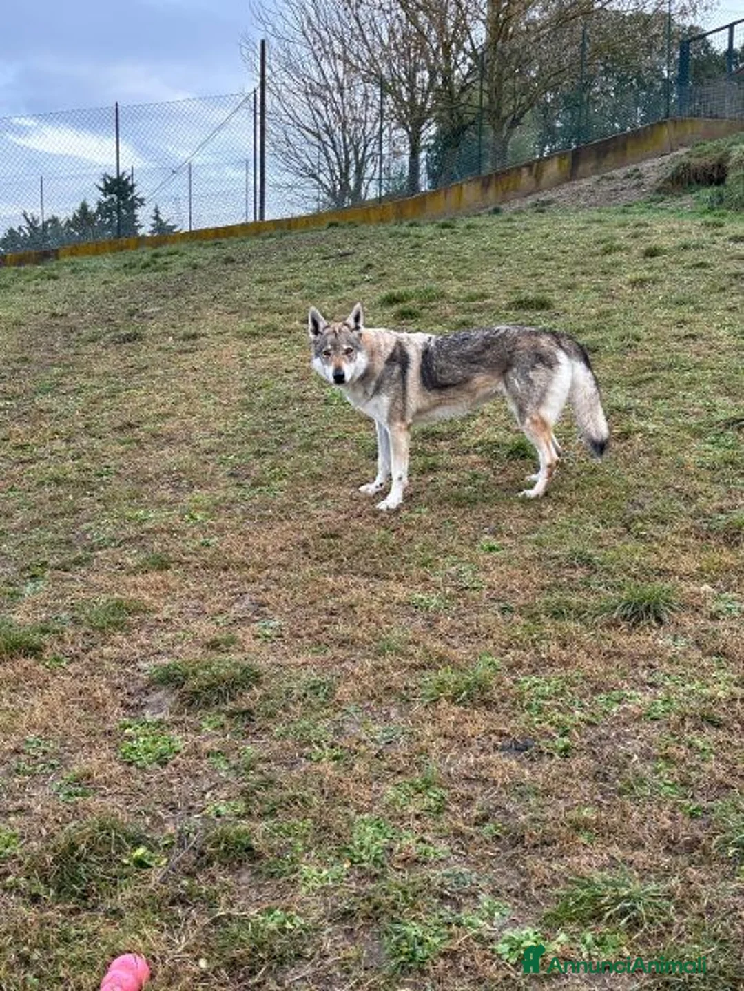 Lupo Cecoslovacco cani in regalo: DIANA splendida solo per esperti - Annuncio 3
