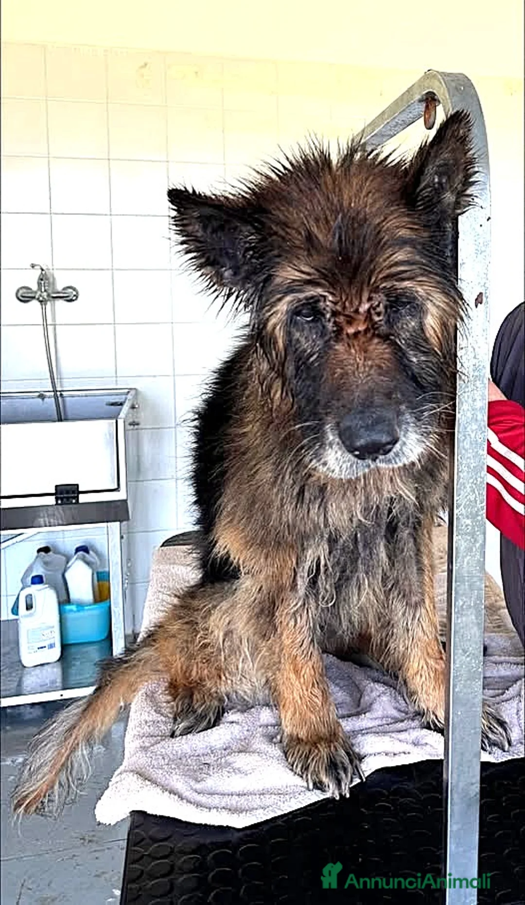 Pastore Tedesco cani in regalo: ADOZ.DEL 💔: RIDOTTO A UNA LARVA! Da ergastolo!! - Annuncio 1